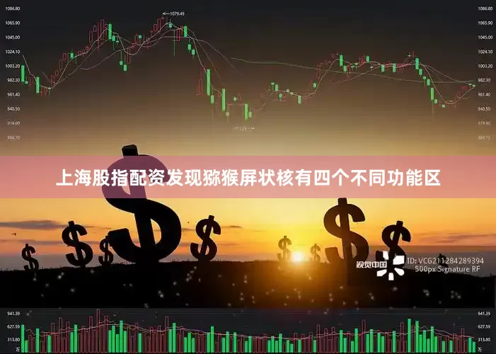 上海股指配资发现猕猴屏状核有四个不同功能区